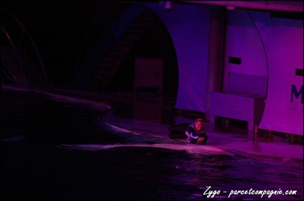 Marineland - Orques - Spectacle nocturne - 203