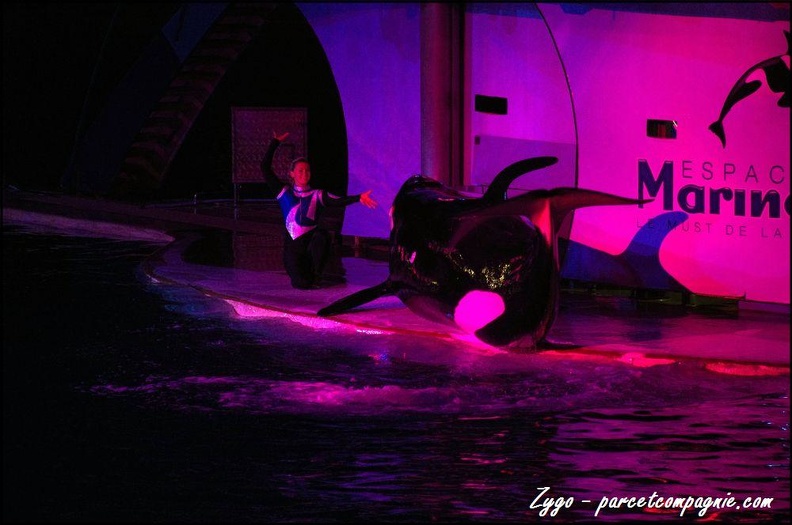 Marineland - Orques - Spectacle nocturne - 205