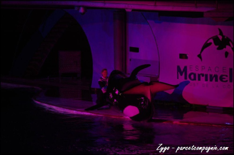 Marineland_-_Orques_-_Spectacle_nocturne_-_207.jpg