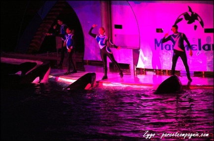 Marineland - Orques - Spectacle nocturne - 209