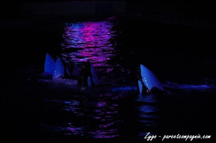 Marineland - Orques - Spectacle nocturne - 210