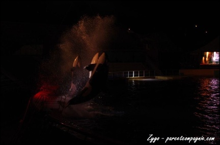 Marineland - Orques - Spectacle nocturne - 217