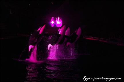 Marineland - Orques - Spectacle nocturne - 224