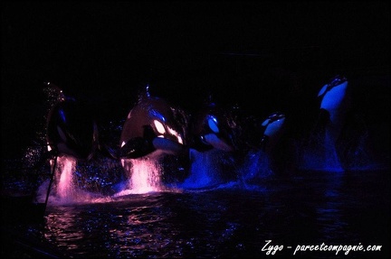 Marineland - Orques - Spectacle nocturne - 228