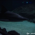 Marineland - Requins - 268