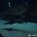 Marineland - Requins - 269
