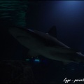 Marineland - Requins - 270