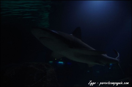 Marineland - Requins - 270