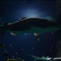 Marineland - Requins - 273
