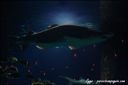 Marineland - Requins - 273