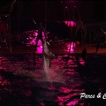 Marineland - Dauphins - Spectacle Nocturne - 213