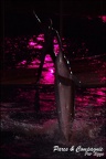 Marineland - Dauphins - Spectacle Nocturne - 214