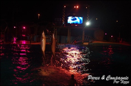Marineland - Dauphins - Spectacle Nocturne - 222