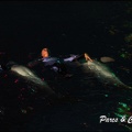 Marineland - Dauphins - Spectacle Nocturne - 224