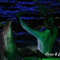 Marineland - Dauphins - Spectacle Nocturne - 230