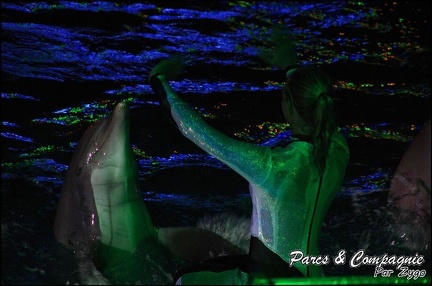 Marineland - Dauphins - Spectacle Nocturne - 230
