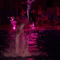 Marineland - Dauphins - Spectacle Nocturne - 235