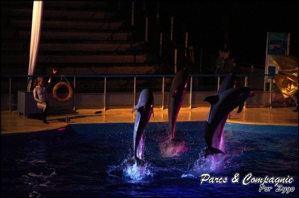 Marineland - Dauphins - Spectacle Nocturne - 255