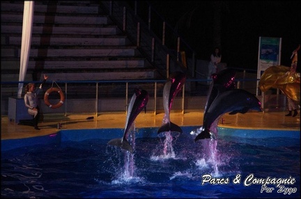 Marineland - Dauphins - Spectacle Nocturne - 256