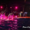 Marineland - Dauphins - Spectacle Nocturne - 257