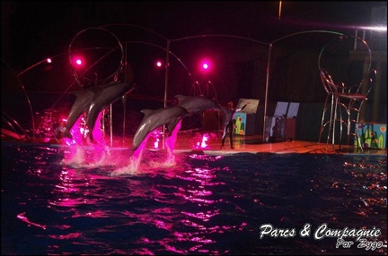 Marineland - Dauphins - Spectacle Nocturne - 257