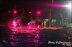 Marineland - Dauphins - Spectacle Nocturne - 258