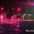 Marineland - Dauphins - Spectacle Nocturne - 258