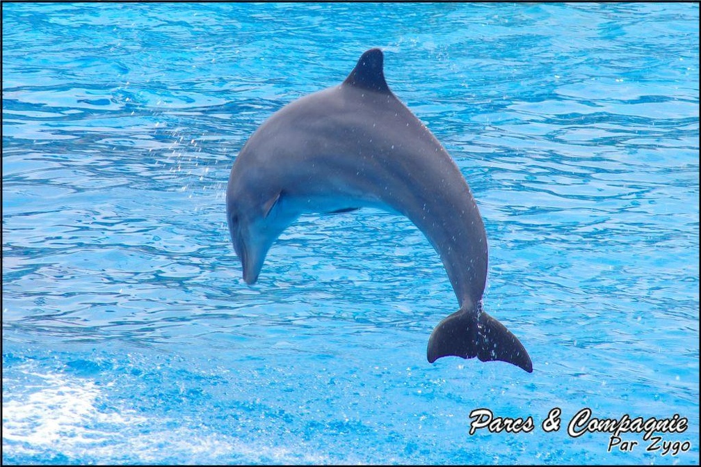 Marineland - Dauphins - Spectacle 14h30 - 006