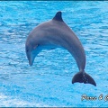 Marineland - Dauphins - Spectacle 14h30 - 006