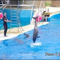 Marineland - Dauphins - Spectacle 14h30 - 008