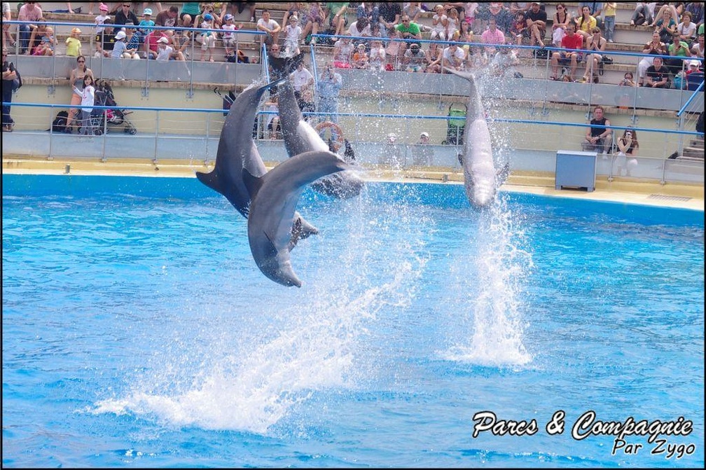 Marineland - Dauphins - Spectacle 14h30 - 009