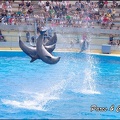 Marineland - Dauphins - Spectacle 14h30 - 010