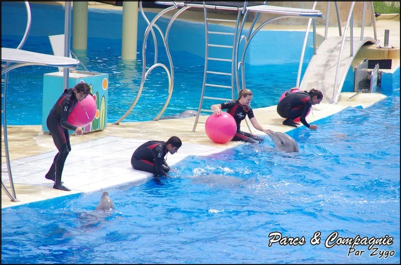 Marineland - Dauphins - Spectacle 14h30 - 012