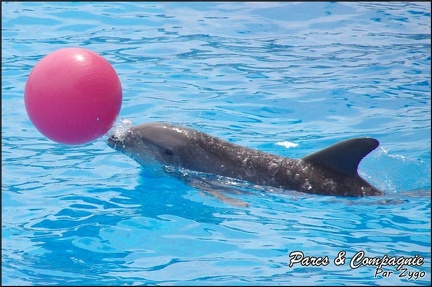 Marineland - Dauphins - Spectacle 14h30 - 014