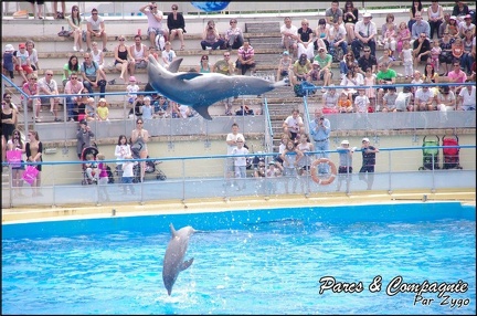 Marineland - Dauphins - Spectacle 14h30 - 016