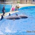 Marineland - Dauphins - Spectacle 14h30 - 017