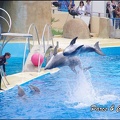 Marineland - Dauphins - Spectacle 14h30 - 019