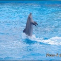 Marineland - Dauphins - Spectacle 14h30 - 024