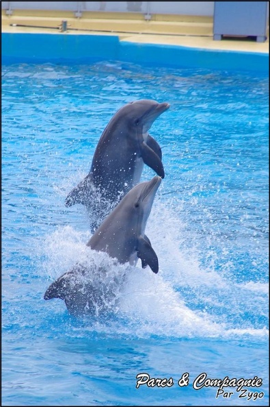 Marineland - Dauphins - Spectacle 14h30 - 025