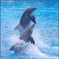 Marineland - Dauphins - Spectacle 14h30 - 025