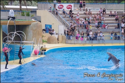 Marineland - Dauphins - Spectacle 14h30 - 026