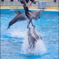 Marineland - Dauphins - Spectacle 14h30 - 027