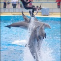 Marineland - Dauphins - Spectacle 14h30 - 028