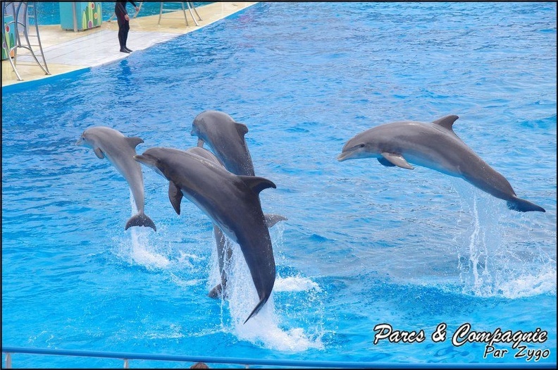 Marineland - Dauphins - Spectacle 14h30 - 029