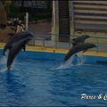 Marineland - Dauphins - Spectacle 17h15 - 034