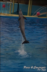 Marineland - Dauphins - Spectacle 17h15 - 035