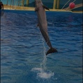 Marineland - Dauphins - Spectacle 17h15 - 036