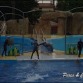 Marineland - Dauphins - Spectacle 17h15 - 037