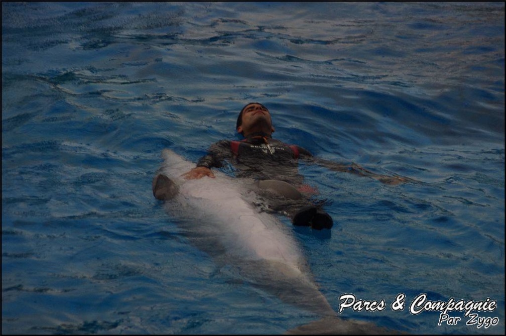 Marineland - Dauphins - Spectacle 17h15 - 040