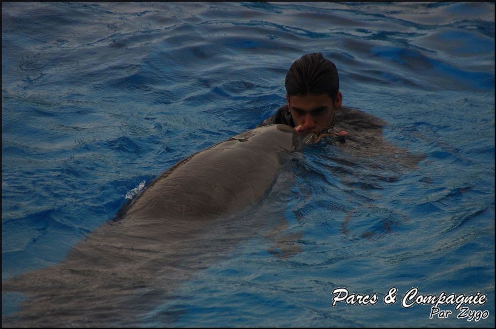 Marineland - Dauphins - Spectacle 17h15 - 041